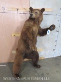 Lifesize Standing Brown Bear