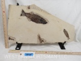 GREEN RIVER FISH FOSSIL 12