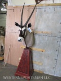 Gemsbok Pedestal Mount TAXIDERMY