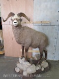 Lifesize Snow Sheep on Base