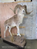 Lifesize Marco Polo Sheep *TX RES ONLY