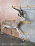 Lifesize Grant's Gazelle - No Base