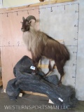 Lifesize Chamois on Base