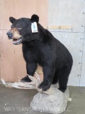 Lifesize Black Bear on Base