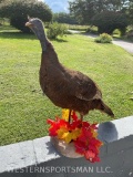 Bearded hen Turkey, New Taxidermy, beautiful mount for display or use, as. decoy 26? tall x 26? long