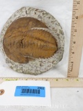 TRILOBITE FOSSIL 7