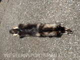 Rare , color, BLACK Coyote hide, skin, fur. Unusual Taxidemy. 58 inches long