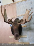 Moose Sh Mt TAXIDERMY