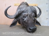 Cape Buffalo Sh Mt TAXIDERMY