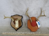 Deer Antlers on Plaques (2x$)