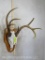 Freak Whitetail Skull on Plaque TAXIDERMY
