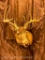 Wide 10 pt whitetail shoulder mount TAXIDERMY