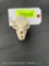 Rare, African Rock Rabbit or Dassie Skull, all teeth, 3 1/2 inches long x 2 inches wide , Taxidermy