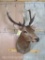 Red Stag Sh Mt