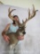 XL UNCOMMON WHITETAIL SH MT TAXIDERMY