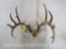 Whitetail Antlers on Skull Plate