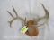 WHITETAIL RACK ON PLAQUE TAXIDERMY