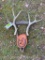 Mule Deer antlers- Wagon wheel, & Horse shoe, with Z brand, Taxidermy wall-hanging - Texas Ranch - C