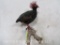 Beautiful Crested Partridge on Limb TAXIDERMY