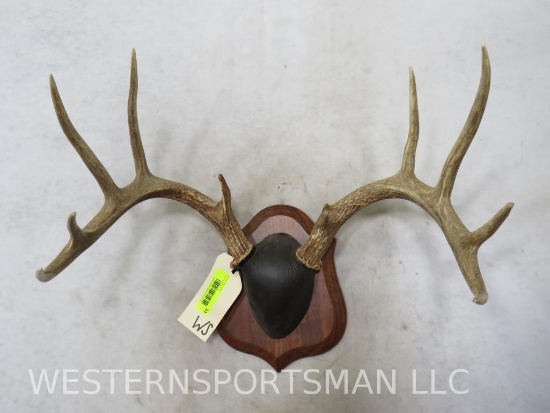 Mounted Whitetail Rack on Plaque TAXIDERMY