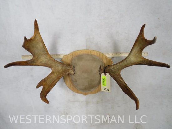 MOUNTED MOOSE HORNS ON PLAQUE TAXIDERMY