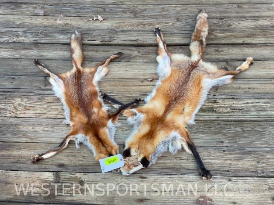 2 very NICE RED FOX skins/furs/hides/ Taxidermy all parts, 40" to 52" long, 2 X $