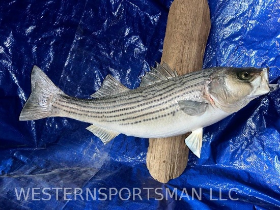 Beautiful paint joint on this nice Striper ! TAXIDERMY