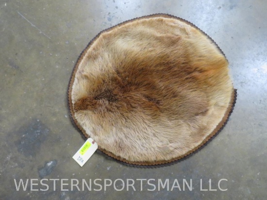 FELTED BEAVER HIDE -HAS SOME HOLES TAXIDERMY