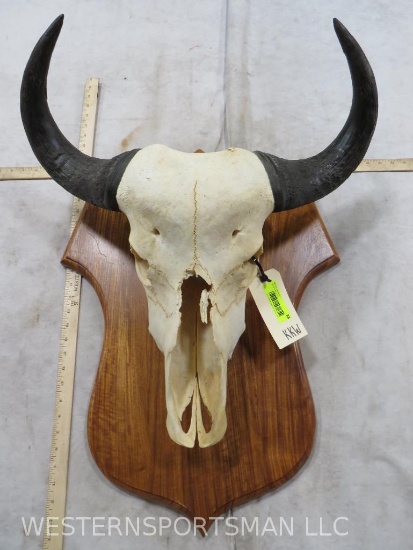 Water Buffalo Skull on Plaque Missing Nose Piece TAXIDERMY