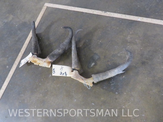 2 Sets of Pronghorn Horns (2x$) TAXIDERMY