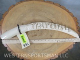 Scrimshawed Female Elephant Ivory Tusk *TX RES ONLY* (TAXIDERMY)