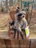 New Taxidermy Raccoon in a fishing Creel, 16 inches tall X 14 inches wide...Cabin - Ranch Decor