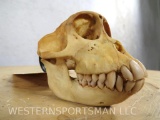 Monkey Skull W/Cranium Removed for Eating Brain TAXIDERMY