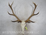RED STAG EURO MT TAXIDERMY
