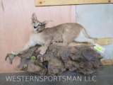 Lifesize Caracal Cat on Base TAXIDERMY
