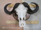 Cape Buffalo Skull on Plaque