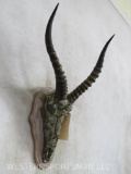 Camo Wrapped Blesbok Skull on Plaque TAXIDERMY