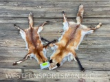 2 very NICE RED FOX skins/furs/hides/ Taxidermy all parts, 40