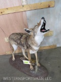 Lifesize Howling Coyote on Stand TAXIDERMY