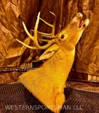 Cool open mouth 8pt whitetail shoulder mount TAXIDERMY