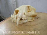 REALLY NICE LEOPARD SKULL *TX RES ONLY* TAXIDERMY