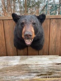 Beautiful Black Bear shoulder mount , like New Taxidermy, 20 inches out from the wall, and about 18