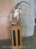 Scimitar Horn Oryx Pedestal TAXIDERMY