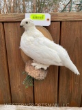Beautiful , New Taxidermy Ptarmigan Bird mount Nice Display, cabin or Ranch Decor != 12 inches tall,