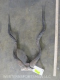 Set of Addax Horns *tx residents only* TAXIDERMY