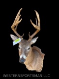 Awesome Taxidermy another HUGE 15 point Michigan Buck 6 X 5 Typical with matching twin kickers at th