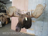 XL Moose Sh Mt Horns 61