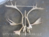 Set of Caribou Antlers TAXIDERMY