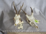 1 Roe Deer & 1 Spike Deer Skull (2x$) TAXIDERMY