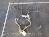 2 Sets of Whitetail Antlers (2x$) TAXIDERMY